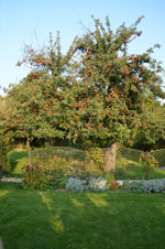 Schaugarten Saubergen Familie Österreicher Bad Pirawarth Weinviertler Schaugarten Wiese Apfelbaum mit roten Äpfeln
